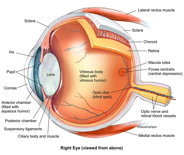 Normal Eye illustration