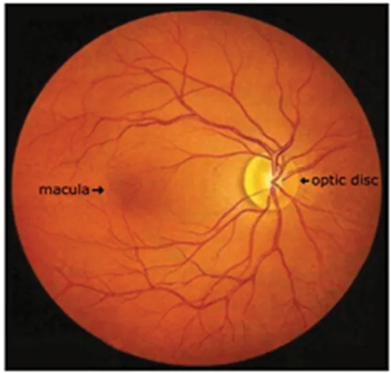 Normal Eye illustration