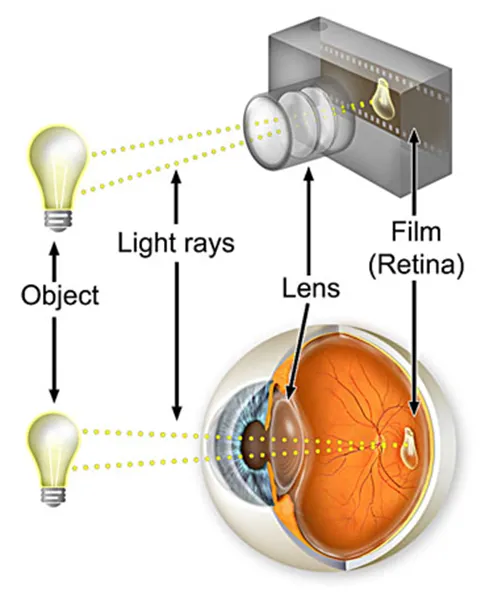 Normal Eye – Let us understand Normal Vision