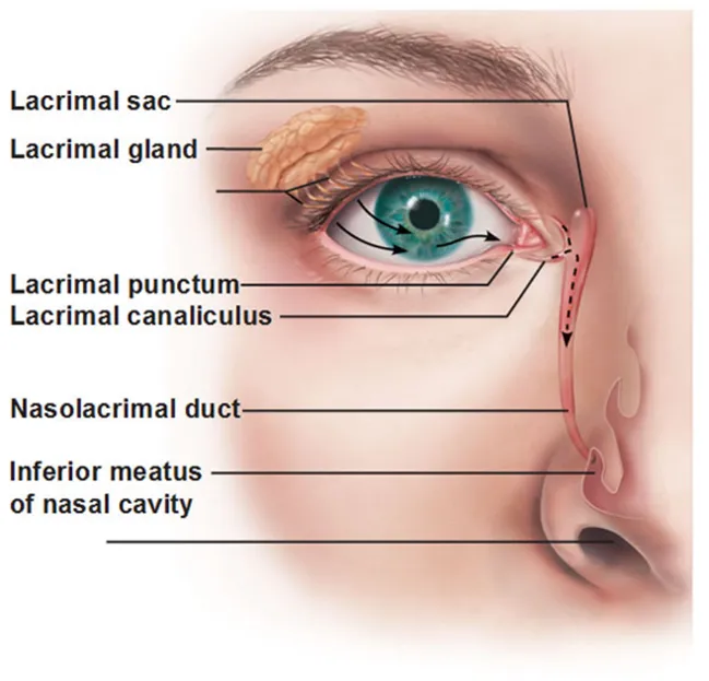Normal Eye – Tear Film production